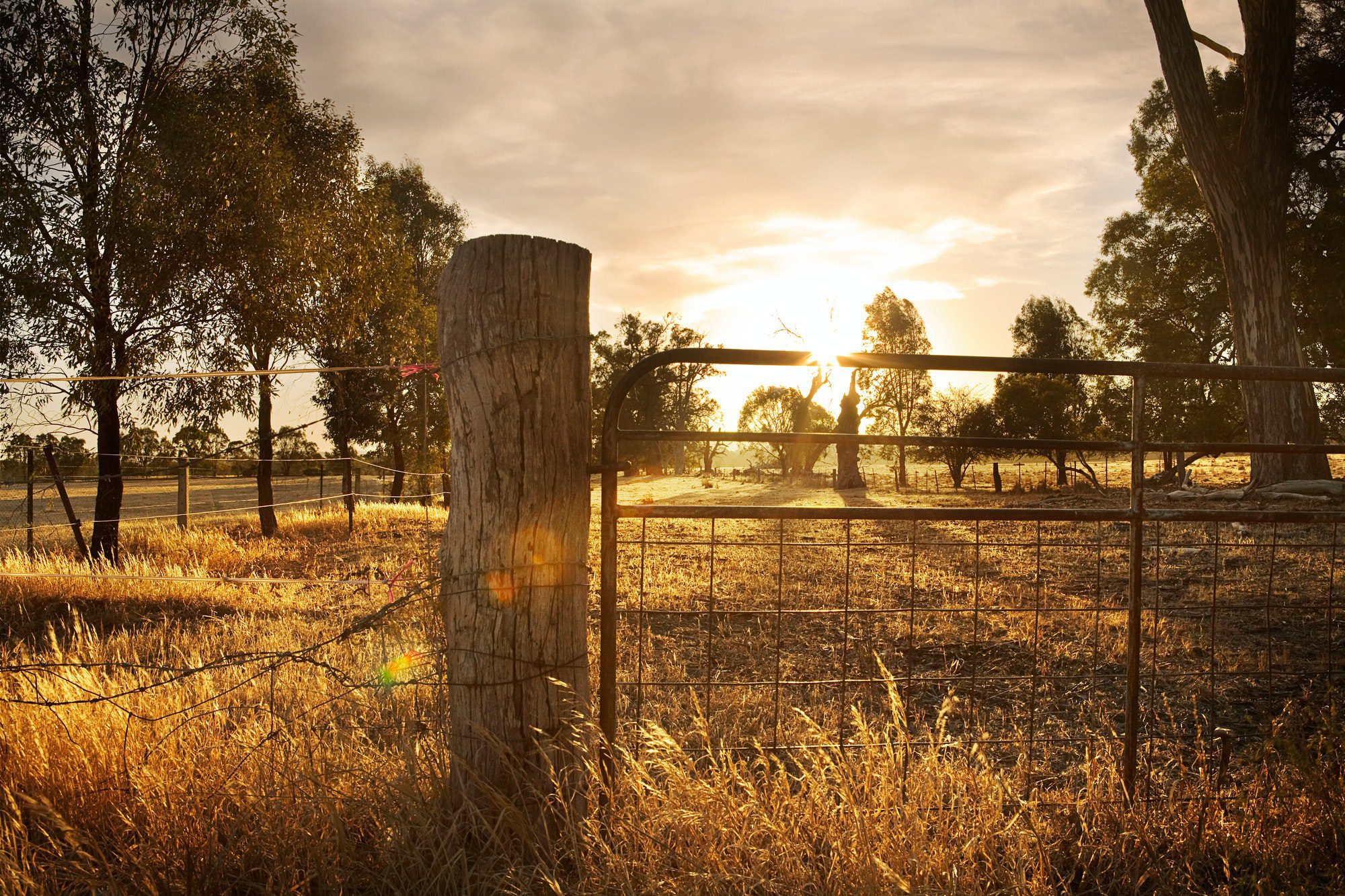 Sunset on Farm in rural area of Florida, just outside of a small town.